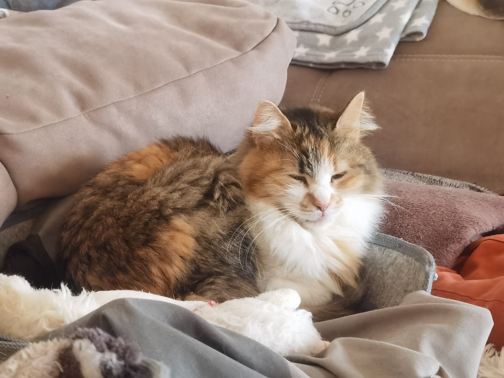 Sophie