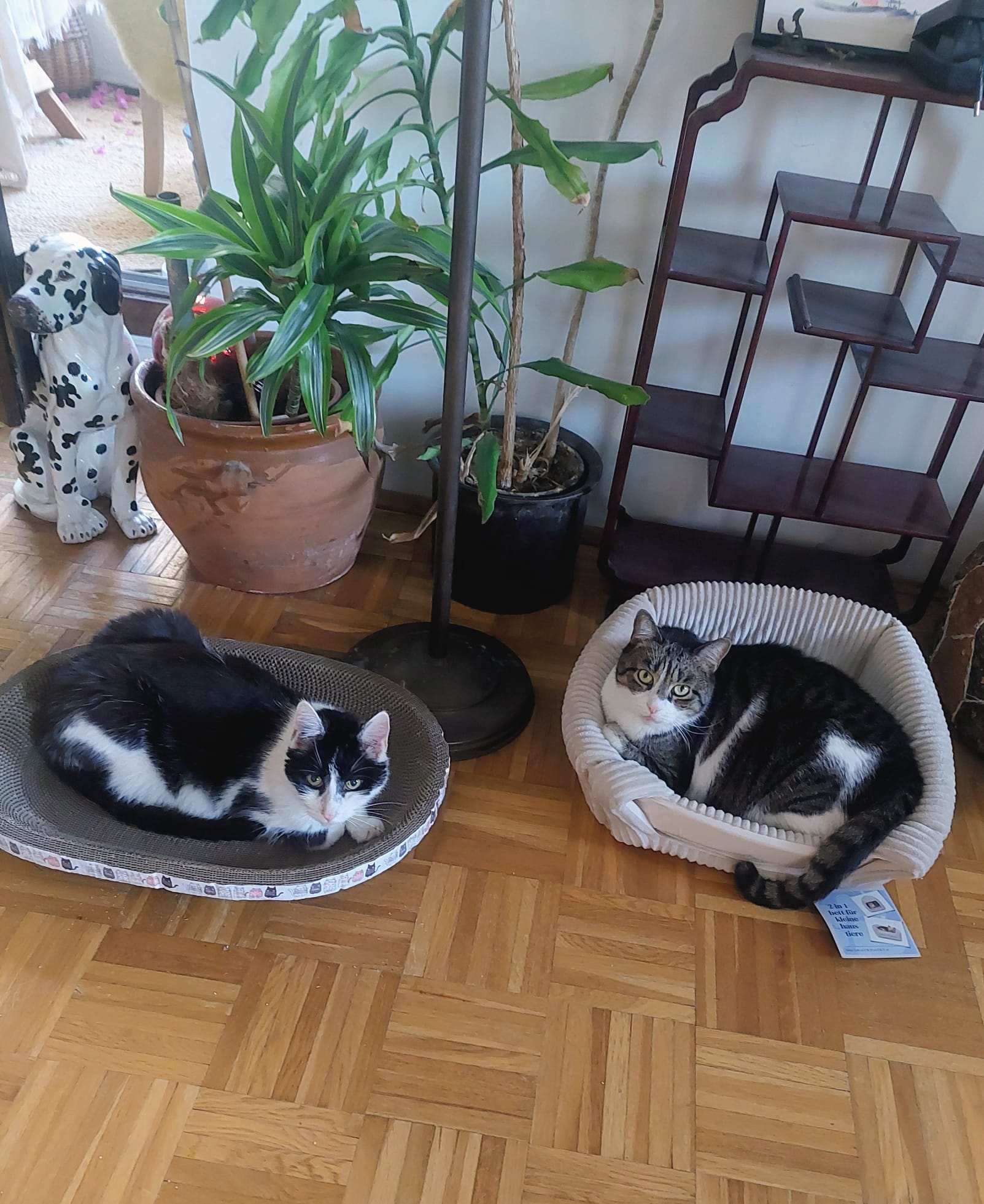 Zoro und Luigi