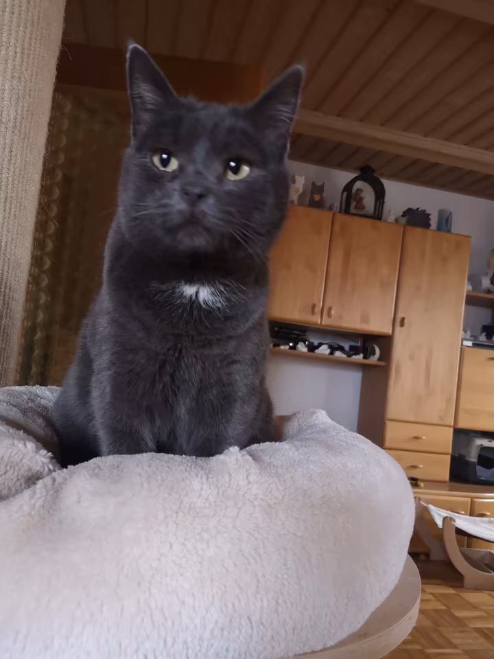 Saphira